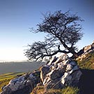 1510 Limestone and Hawthorn Chris Gilbert, Ravenseye Gallery, Peak District, Photographs, Courses